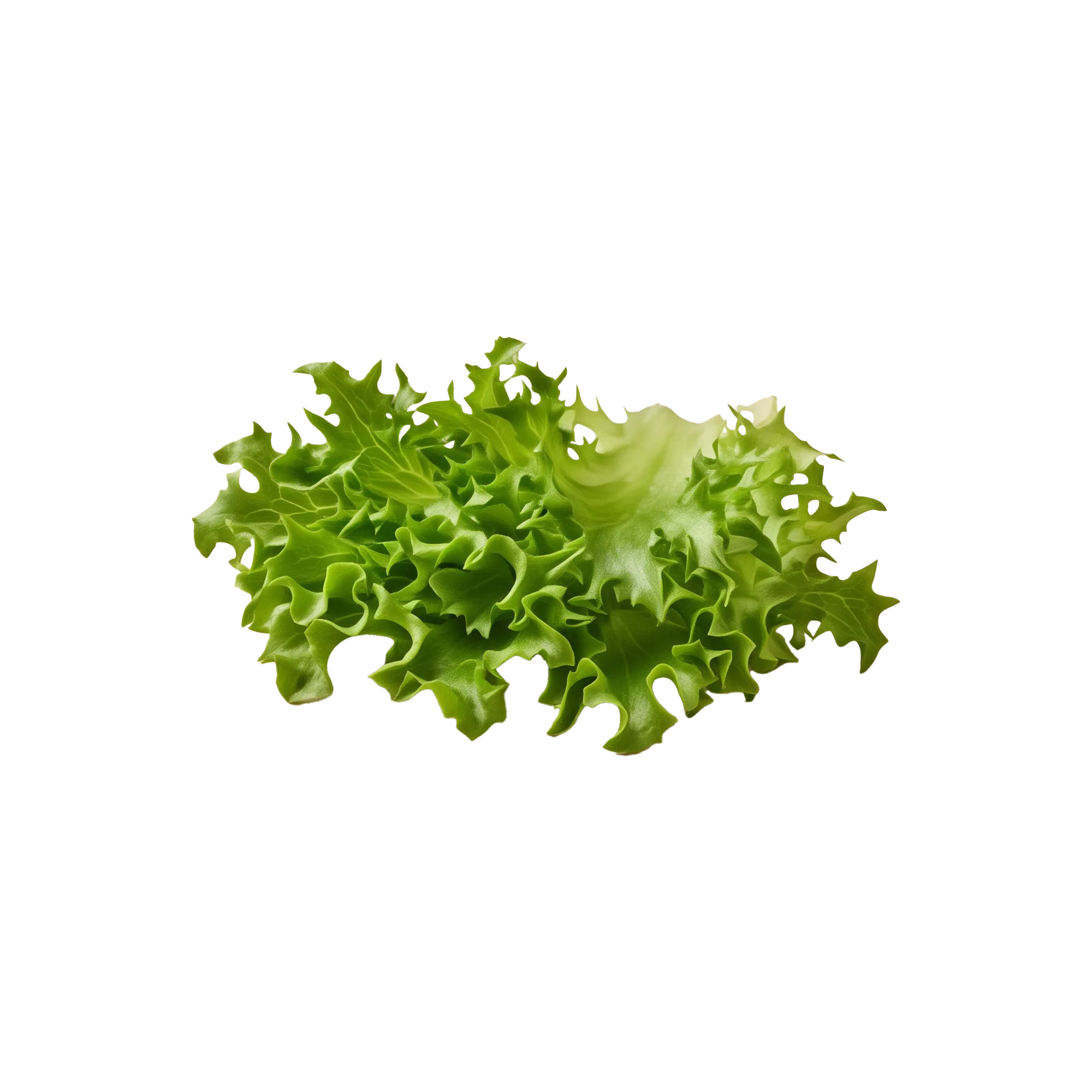 Lettuce